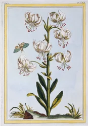 Türkenbundlilie wahrscheinlich L. Martagan, Var: Album, ca. 1776